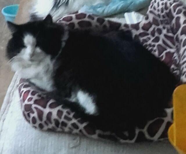 Regalo gatto adulto coccolone Regalo gatto adulto coccolone