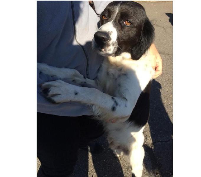Breton setter 1anno kg14 aspetta da mesi 1casa help sicilia Breton setter 1anno kg14 aspetta da mesi 1casa help sicilia