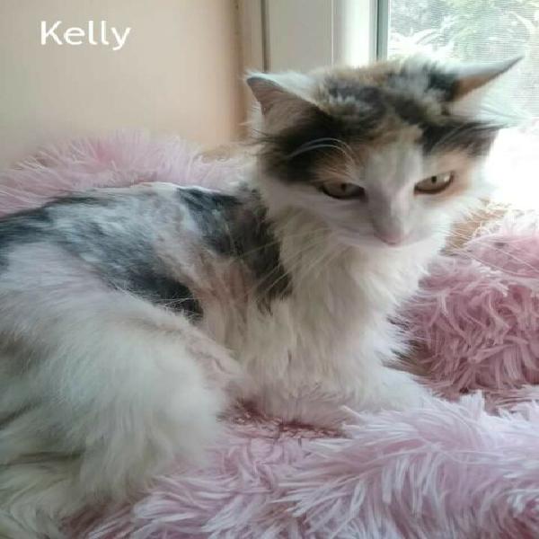 Kelly dolce gattina pelo semilungo Kelly dolce gattina pelo semilungo