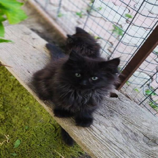 Vendo i cuccioli di Maine Coon