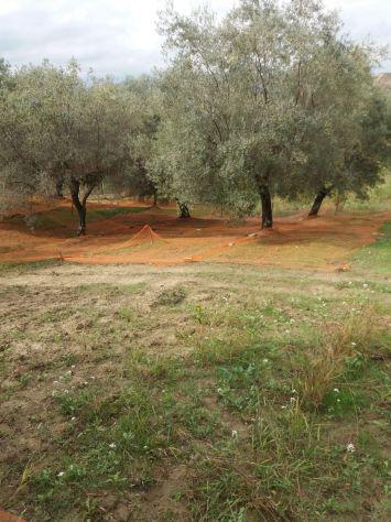 Terreno uliveto Terreno uliveto