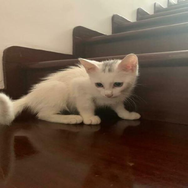 Gattino bianco in adozione a roma Gattino bianco in adozione a roma