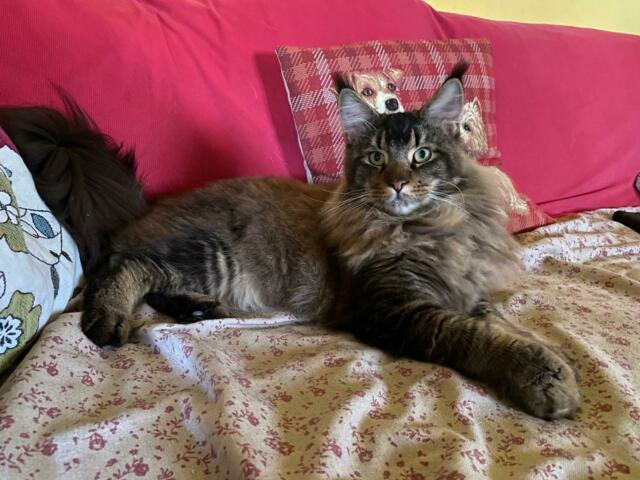 Stallone maine coon per monta Stallone maine coon per monta