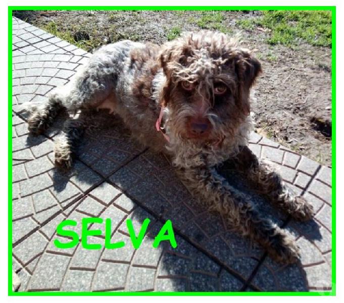 Selva 2anni dolcissima e giocherellona Selva 2anni dolcissima e giocherellona