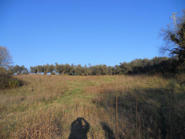 Terreno Agricolo Pianeggiante Ha 3,5 Vetralla VT