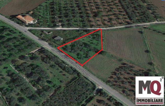 Terreno agricolo fronte strada - falciano del massico - rif. Terreno agricolo fronte strada - falciano del massico - rif.