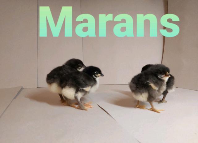 Marans nero ramato