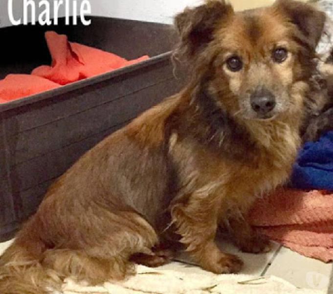 Charlie un cagnolino timido ma tanto coccolone milano - adozione cani e gatti Charlie un cagnolino timido ma tanto coccolone milano - adozione cani e gatti