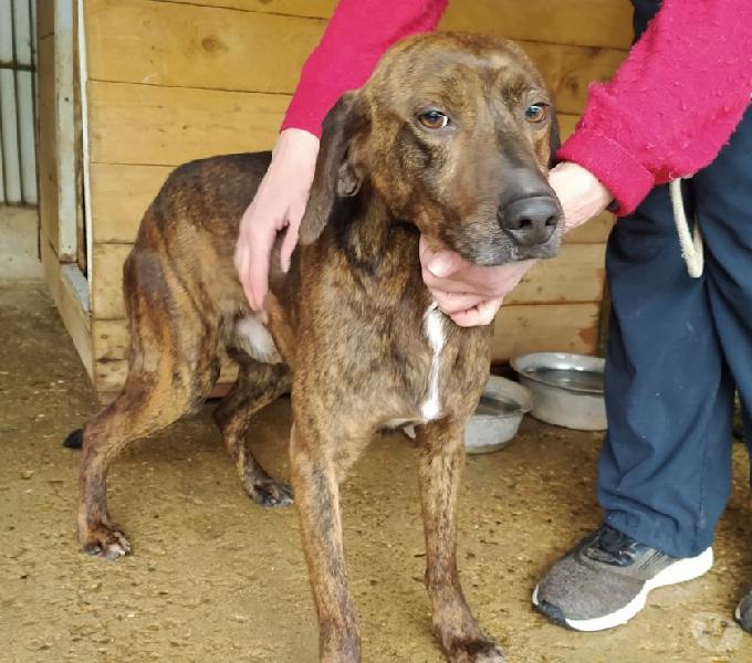 Fauno 2 anni taglia medio contenuta soriano nel cimino - adozione cani e gatti