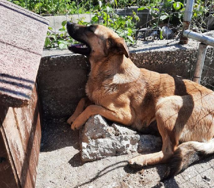 Isadora: giovane buonissima con simili e persone genova - adozione cani e gatti Isadora: giovane buonissima con simili e persone genova - adozione cani e gatti