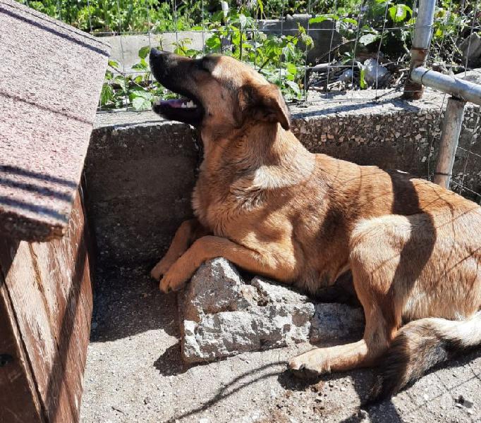 Isadora: giovane buonissima con simili e persone Genova - Adozione cani e gatti