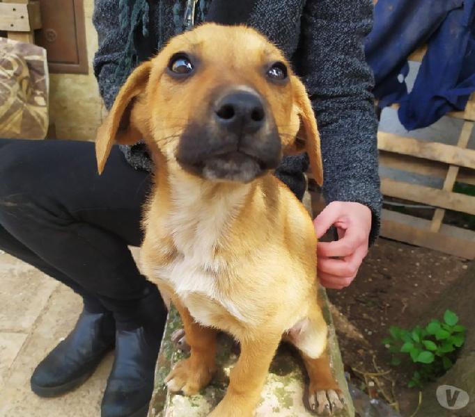 Dolcissimi cuccioli taglia media contenuta in adozione san michele salentino - adozione cani e gatti