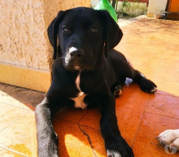 Lilly incrocio labrador cerca casa Casaletto Vaprio - Adozione cani e gatti