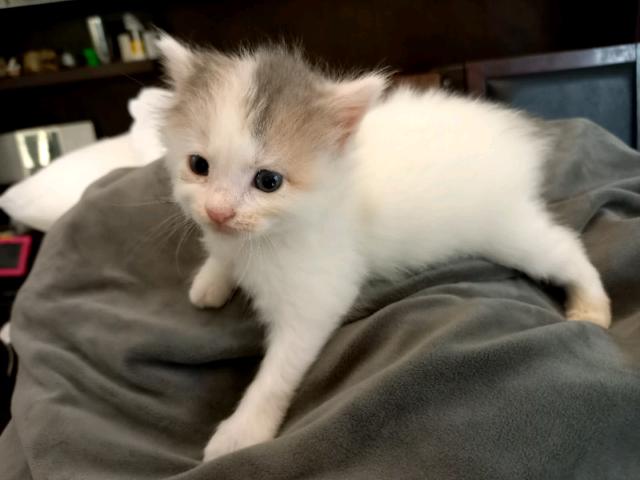 British longhair di due mesi mix British longhair di due mesi mix
