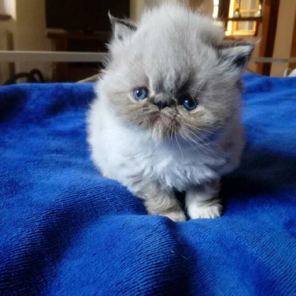 Gattini persiani Gattini persiani