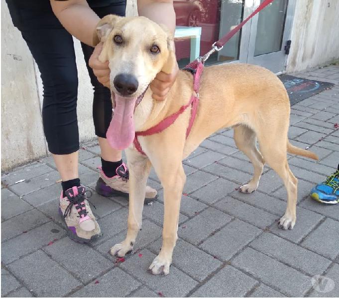 Leo - cucciolo di 7 mesi - taglia media milano - adozione cani e gatti Leo - cucciolo di 7 mesi - taglia media milano - adozione cani e gatti