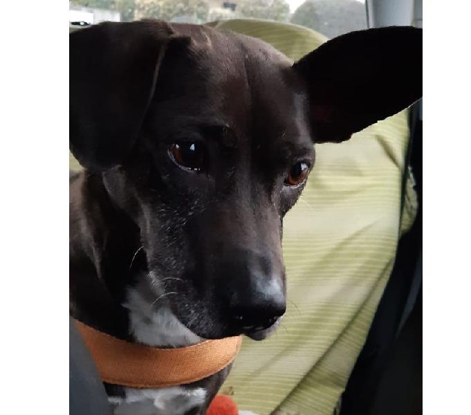 Teo piccolo meticcio milano - adozione cani e gatti Teo piccolo meticcio milano - adozione cani e gatti
