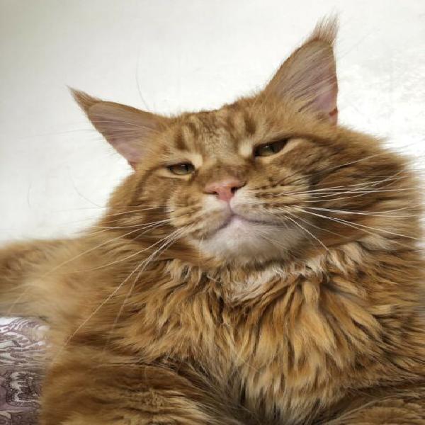 Stallone monta razza maine coon Stallone monta razza maine coon