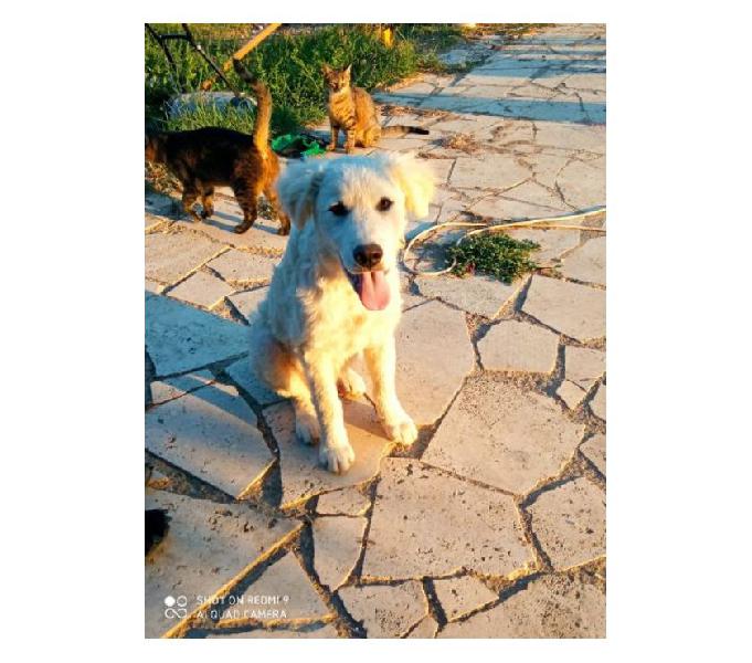 Pi e gi adorabili cuccioli tg mediogrande trento - adozione cani e gatti Pi e gi adorabili cuccioli tg mediogrande trento - adozione cani e gatti