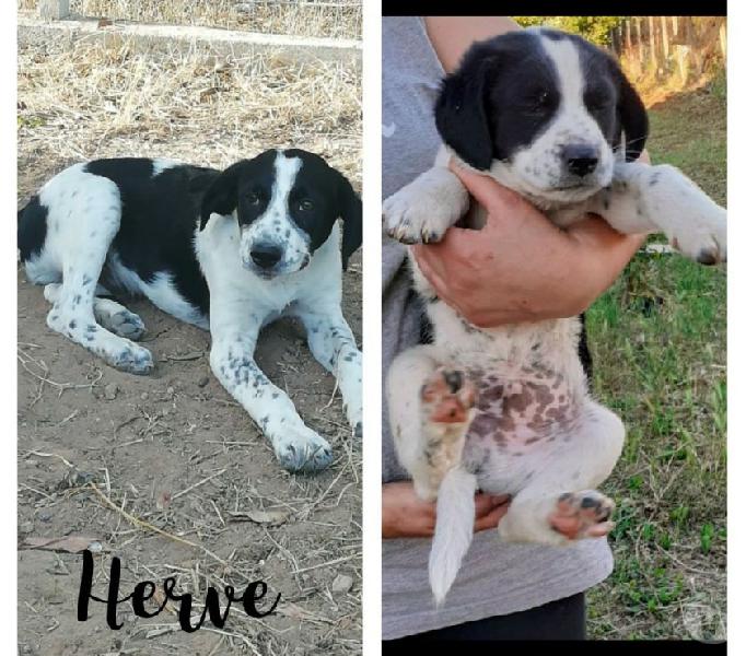 Mix breton herve cerca casa aosta - adozione cani e gatti