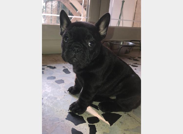 Bulldog francese Bulldog francese