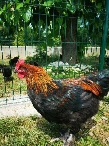 Gallo marans nero ramato