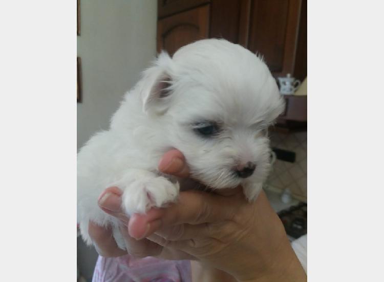 cuccioli di maltese