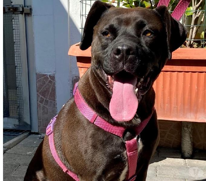 Xina bellissima cane corso segrate - adozione cani e gatti