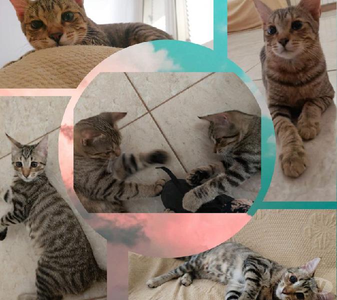 Adozione del cuore per due micini sfortunati varese - adozione cani e gatti Adozione del cuore per due micini sfortunati varese - adozione cani e gatti