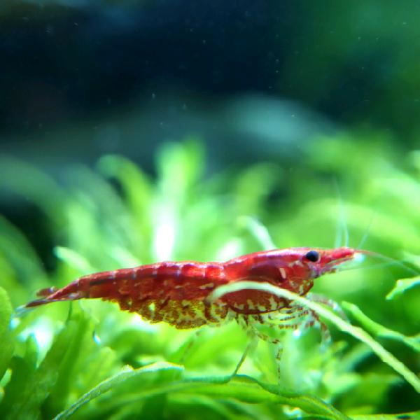 Caridine Red cherry/yellow fire/piante acquario/melanoides