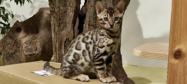 Cuccioi Bengal