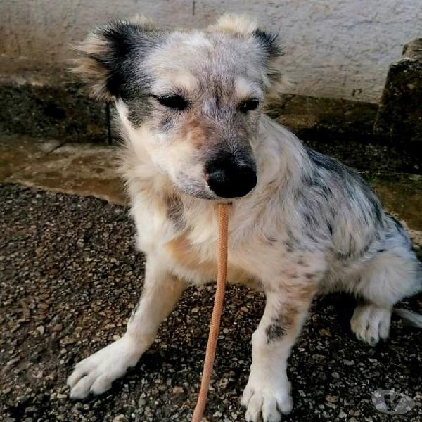 Perla cucciola mix pastore australiano genova - adozione cani e gatti Perla cucciola mix pastore australiano genova - adozione cani e gatti