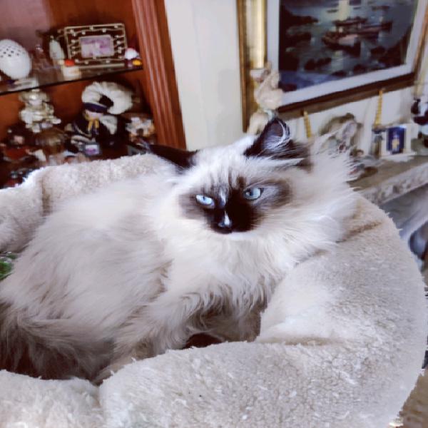 Cucciolo ragdoll per natale