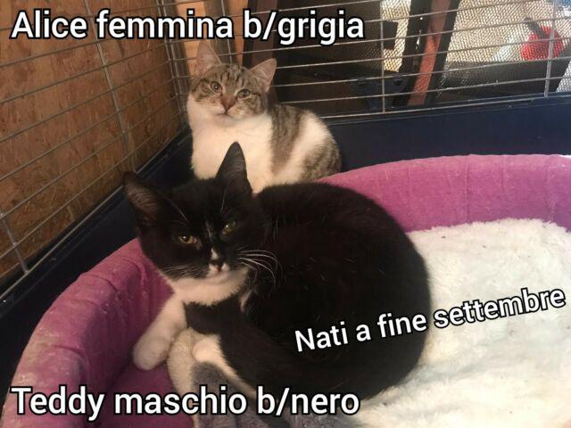 Alice e teddy, micini in adozione! Alice e teddy, micini in adozione!