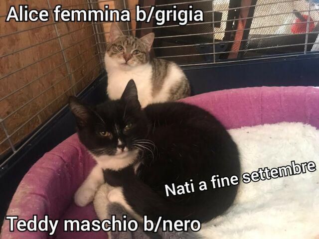 ALICE e TEDDY, micini in adozione!