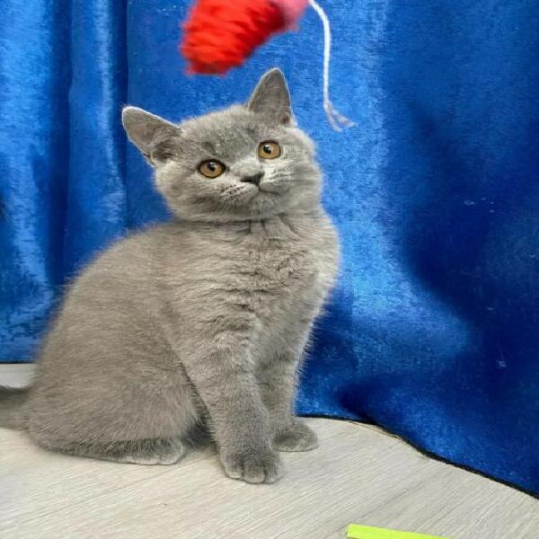 Femmina scottish straight/ british 3 mesi Femmina scottish straight/ british 3 mesi