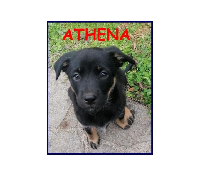 Athena 2mesi aspetta una famiglia! tg mediogrande perugia - adozione cani e gatti