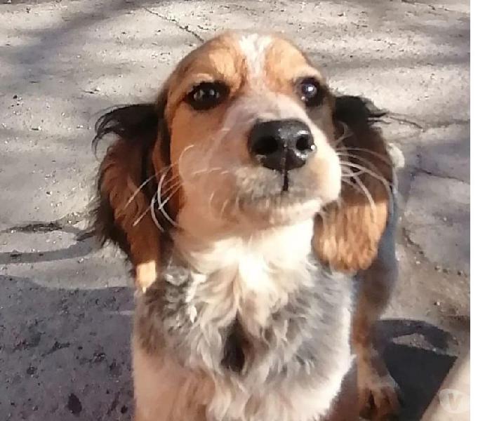 argo cucciolo mix setter Bologna - Adozione cani e gatti