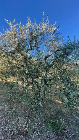 Terreno agricolo in vendita a collinaia - livorno 2000 mq