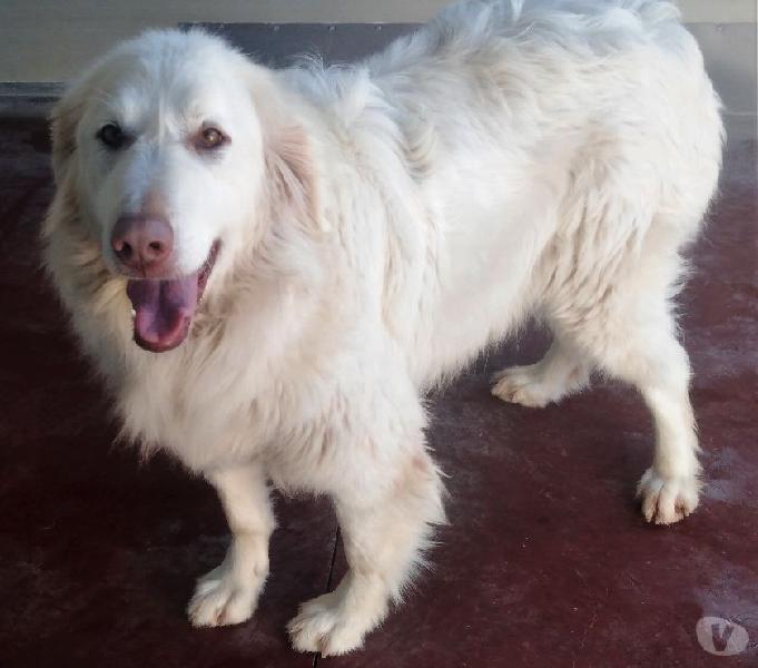 Elodie la bonta' fatta cane segrate - adozione cani e gatti Elodie la bonta' fatta cane segrate - adozione cani e gatti