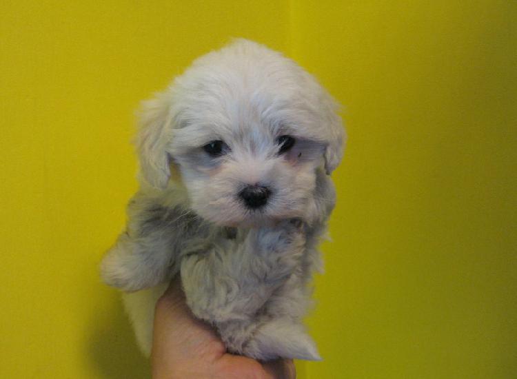 Cucciolo di maltesi toy femmina Cucciolo di maltesi toy femmina