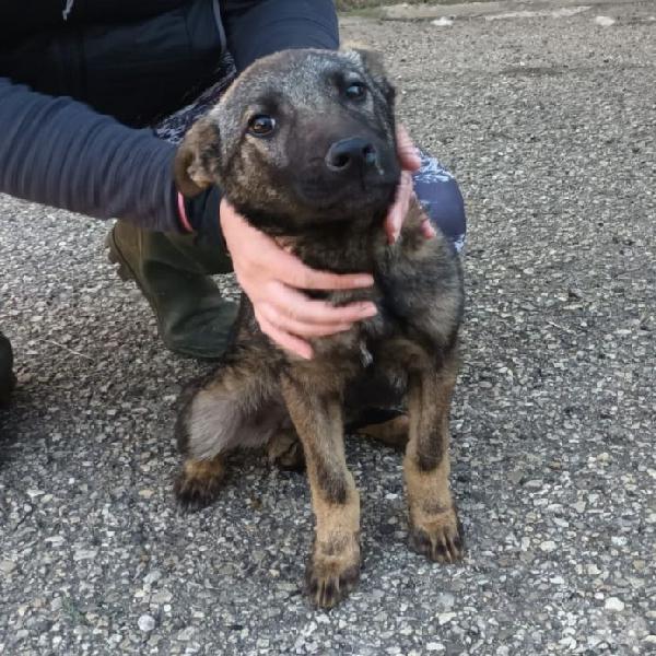 Leila cucciola mix pastore tedesco varese - adozione cani e gatti