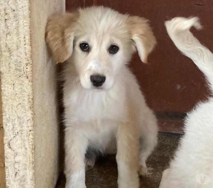 Virginia cucciola 3 mesi simil golden retriever roma - adozione cani e gatti Virginia cucciola 3 mesi simil golden retriever roma - adozione cani e gatti