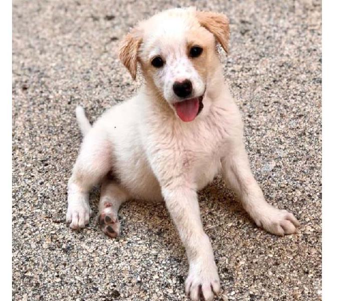 Oliver 80 gg, tg media contenuta levate - adozione cani e gatti Oliver 80 gg, tg media contenuta levate - adozione cani e gatti