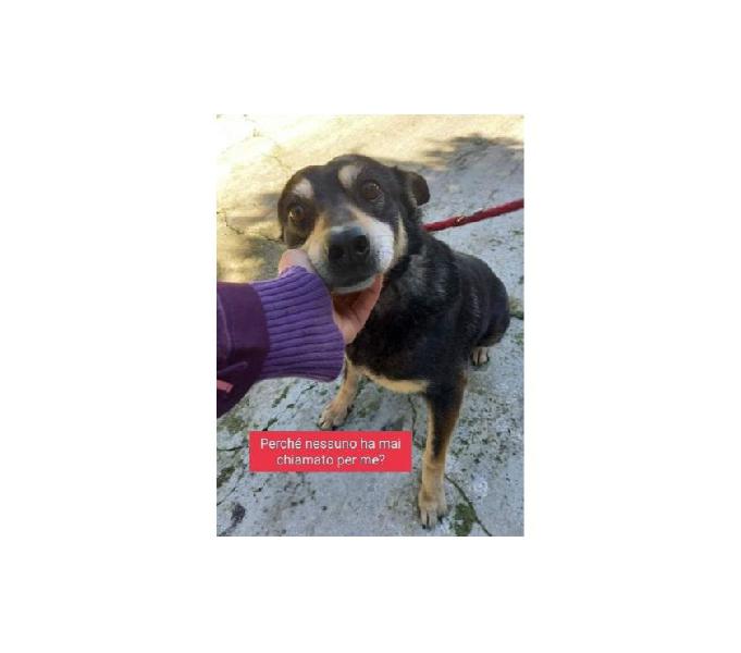 Roy 5anni dolcissimo coccolone - 15kg - sud bologna - adozione cani e gatti Roy 5anni dolcissimo coccolone - 15kg - sud bologna - adozione cani e gatti