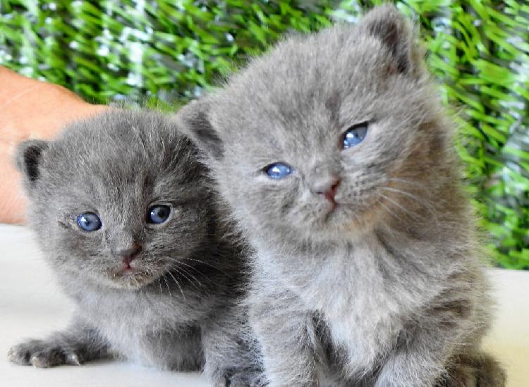 British shorthair blu cuccioli - genitori visibili