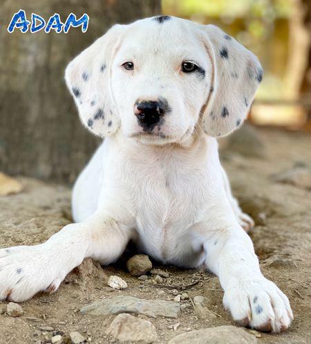 Cucciolo simil dalmata cerca adozione???? pisa - adozione cani e gatti Cucciolo simil dalmata cerca adozione???? pisa - adozione cani e gatti