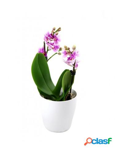 Orchidea rosa Orchidea rosa