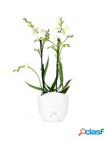 Phalenopsis bianca Phalenopsis bianca