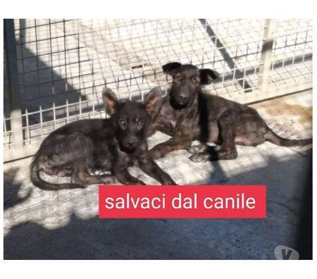 Cucciolotti in canile...mamma uccisa! SUD Ferrara - Adozione cani e gatti